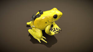 Check spelling or type a new query. Golden Poison Dart Frog Buy Royalty Free 3d Model By Nestaeric Nestaeric 45957f8