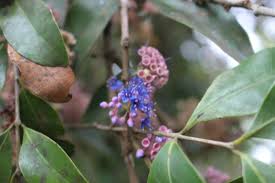 Image result for Memecylon sp. D