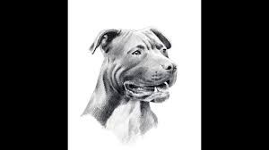 Hand drawn sitting puppies clipart handmade puppies with tilted heads pitbull labrador retriever bulldog cute png puppy dog breeds graphics. How To Draw Pitfull Dog Face And Full Body Drawing Step By Step Youtube