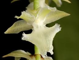 Image result for Diaphananthe