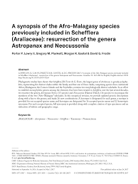 Image result for Astropanax myrianthus