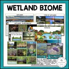 We did not find results for: Wetland Biome Nature Curriculum In Cards Montessori Inspired