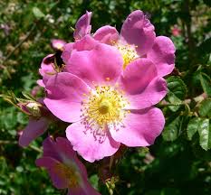 Image result for Rosaceae
