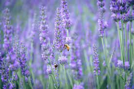 Best flowers to attract bees nz. 20 Flowering Plants That Attract Bees Pollinator Friendly Plants