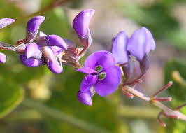 Image result for Hardenbergia comptoniana