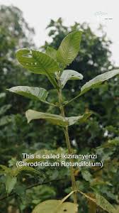 Image result for Clerodendrum rotundifolium