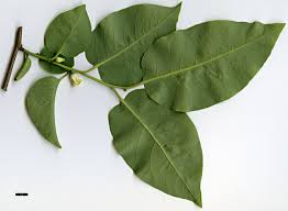 Image result for Diospyros virgata
