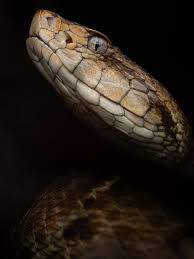 Image result for Astropanax barteri