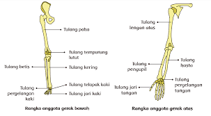 We did not find results for: Susunan Rangka Manusia Emusel