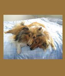 My Sweet And Loving Sheltie And Why I Love Them In 2020 Sheltie Beautiful Dogs Puppy Proofing