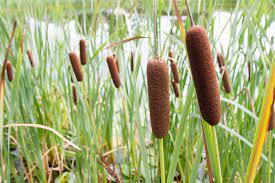The life cycle of an apple tree, starting with a seed, then a tree, flowers and finally fruit.music: Are Cattails Good Or Bad How Can They Be Successfully Managed