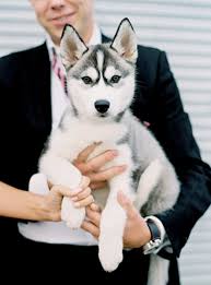 Siberian Husky Puppy A Duplicate Pin But Can T Resist This Pup S Facial Markings Are Outstanding Cute Animals Puppies Beautiful Dogs