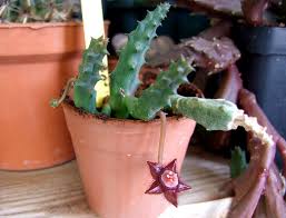 Image result for Ceropegia claviloba