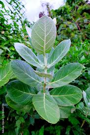 Image result for Calotropis gigantea