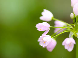 Image result for green color flowers