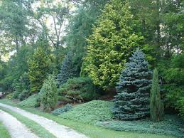 Pin By Keith Gillis On Etc Evergreen Landscape Evergreen Landscape Front Yard Privacy Landscaping