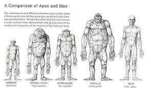 A Comparison Of Apes And Man Human Species Zoology Prehistoric Animals