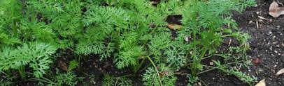 Manure is an alternative to a commercial fertilizer. Hollow Stems On Rhubarb Melinda Myers
