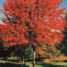 Autumn Blaze Maple Garden Center Bareroot Jung Seed Company