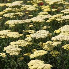 Achillea Credo Yarrow Achillea Perennials Yarrow