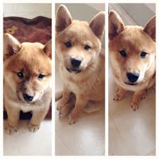Black And Tan Teacup Shiba Inu Puppy Shiba Inu Puppy Growth Chart 2 Months 3 1 2 Months 5 Months Shiba Inu Puppy Shiba Inu Puppy Growth Chart