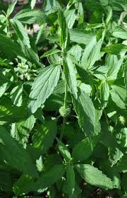 Image result for Leucas martinicensis