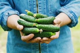 If you're growing cucumbers in a hot climate, gatch recommends providing plants with filtered afternoon shade to help cool what you need to grow cucumbers from seed. How To Grow Cucumbers Thompson Morgan