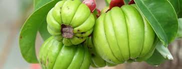 If you think this supplement may be right for you, we are here to help. Garcinia Cambogia Overview Benefits Uses Holland Barrett
