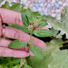 Image result for Euphorbia granulata