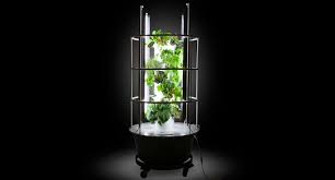 We would recommend using grow lights for the seedlings, to. Growing Tomatoes Indoors Is It Worth It
