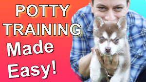 Your 8 week old puppy will have accidents in the house to begin with and needs your help to understand what you want him to do next. How To Potty Train Your Puppy Easily Everything You Need To Know Youtube