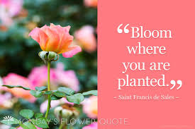 But now it hurts, to watch you leave so soon, when. 230 Monday S Flower Quote Ideas Sharing Quotes Flower Quotes Flowers