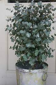 10 Organic Dwarf Baby Blue Eucalyptus Seeds Indoor House Plant Eucalyptus Pulverulenta Plants House Plants Indoor Indoor Plants