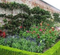 This is an abbreviated outline to give you an idea. 04 Herbaceous Border Espalier Trained Fruit Trees Along Wall Jpg 944 865 Outdoor Gardens Espalier Fruit Trees Garden Landscape Design