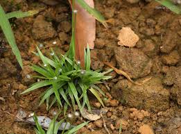 Image result for Eriocaulon truncatum