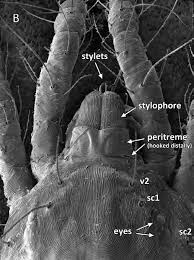 Image result for Tetranychidae grapevine