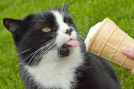 Thus, cats can eat chicken bones as part of their healthy diet. Can Cats Eat Ice Cream A Guide By The Happy Cat Site