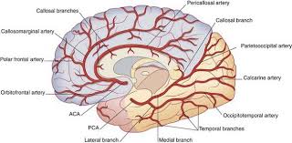 Anterior cerebral artery the anterior cerebral artery (aca) arises from the internal carotid at nearly a right angle. Blood Supply Of The Brain Clinical Gate