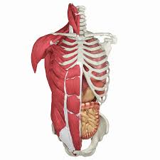 Attached to the bones of the skeletal system are about 700 named muscles that make up roughly half of a person's. Full Human Torso Anatomy 3d Model 159 Obj Ma Max Fbx Free3d