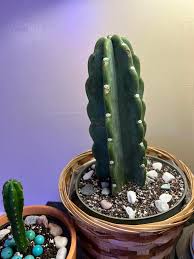 Image result for Stathmostelma fornicatum