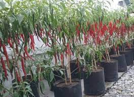 Sayuran cili menjadi salah satu ramuan dalam kebanyakan resepi masakan mampu hidup lebih subur didalam pasu sekiranya ditanam mengikut kaedah penanaman yang betul. 8 Cara Menanam Cabe Merah Di Polybag Dengan Mudah Ilmu Pertanian