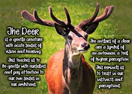 Pin By Simperi On Animal Guides Messengers Synchronicity Animal Totem Spirit Guides Animal Spirit Guides Animal Medicine