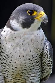 The Fastest Bird In The World A Peregrine Falcon At The Cornish Birds Of Prey Centre A Sanctuary For Rescued Falconr Peregrine Falcon Pet Birds Birds Of Prey