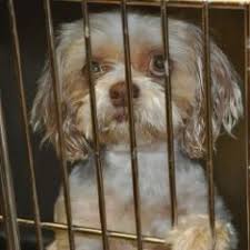 Check spelling or type a new query. Florida Little Dog Rescue Group Home
