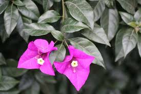 Image result for Nyctaginaceae