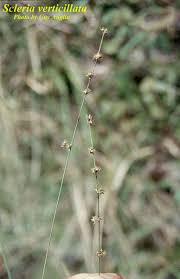 Image result for Scleria