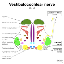 Associated nuclei and functional components of brainstem. Bookbrain Stem Nuclei A Laboratory Manual And Text Book Of Embryology Embryology The Brain 337 Alar Plate Is Greatly Thickened And Becomes The Anlage Of The Thalamus And Metathalamus The Latter