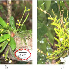 Daun merupakan salah satu bagian dari tumbuhan yang memegang peran penting dalam hal memproses metabolisme di dalam tubuh tumbuhan. 75683 Pdfs Review Articles In Beach