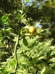 The oldest tree ever discovered is approximately 5,000 years old and the oldest tree from the uk is about 1,000. Help Me Identify This Thorny Fruit Tree Ubc Botanical Garden Forums