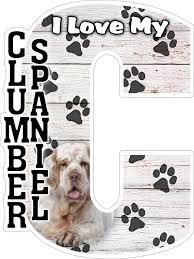 Image result for clumber španěl lov